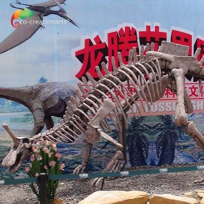 comprare Repliche Tsintaosaurus a grandezza naturale Sunproof di scheletro del fossile di dinosauro della decorazione del parco online manufacture