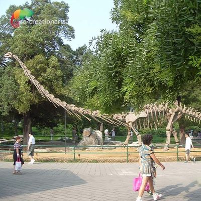 Modello a grandezza naturale Skeleton Mamenchisaurus Skeleton del dinosauro di Sunproof 15m