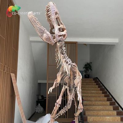 comprare Repliche di scheletro del dinosauro impermeabile della vetroresina per la mostra del museo online manufacture