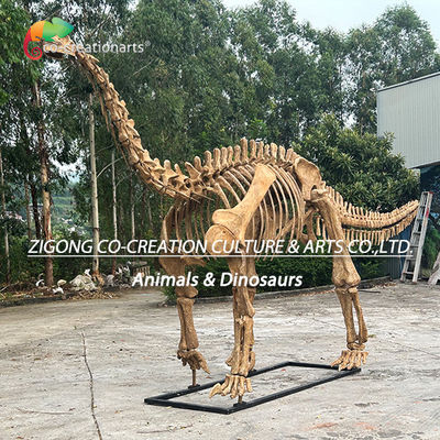 Autentico modello di scheletro di dinosauro personalizzato per decorazioni esterne