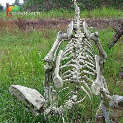 Un buon prezzo. Repliche di scheletro di dimensione della vetroresina dei dinosauri reali del Gasosaurus per l'esposizione del museo in linea